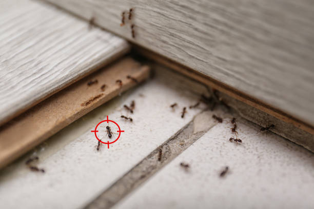 Best Affordable Pest Control Services  in Nashville, NC