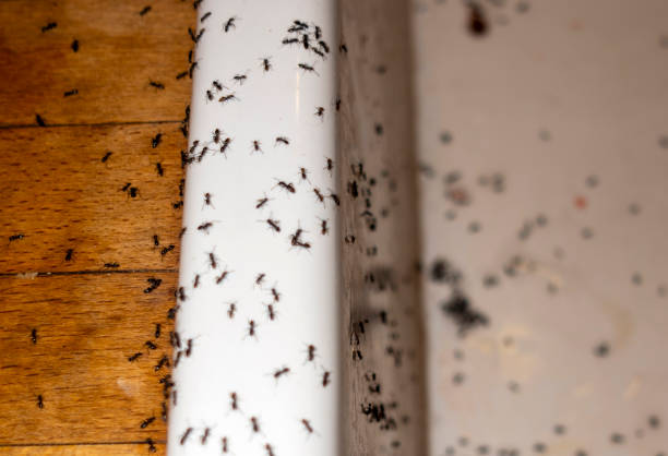 Best Bed Bug Extermination  in Nashville, NC